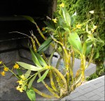 Dendrobium chrysotoxum-002.jpg