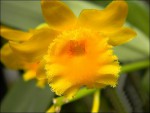 Dendrobium chrysotoxum3.jpg