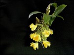 Dendrobium harveyanum2.jpg