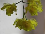 Dendrobium harveyanum.jpg