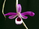 Dendrobium lituiflorum 2.jpg