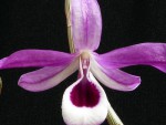 Dendrobium lituiflorum 1.jpg