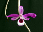 Dendrobium lituiflorum 3.jpg