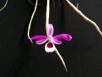 Dendrobium lituiflorum 4.jpg