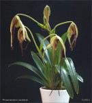 web.phragmipedium caudatum.jpg