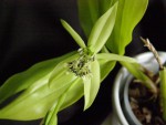 Coelogyne parishii (21).JPG