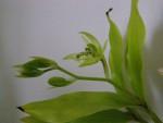 Coelogyne parishii (10).JPG