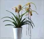 web.phragmipedium caudatum.jpg