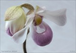 web.phapiopedilum.delenati.jpg