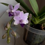 Doritaenopsis Tzu Chiang Sapphire.jpg (92.17 KiB) Zobrazeno 3294 x Doritaenopsis Tzu Chiang Sapphire