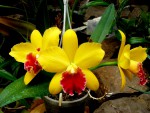 orchideje 2277.jpg (98.14 KiB) Zobrazeno 6075 x orchideje 2277.jpg