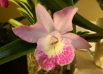 mj.jpg (105.42 KiB) Zobrazeno 5988 x Blc. Little Marmaid ´Janet´