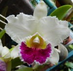 mt.jpg (117.14 KiB) Zobrazeno 5746 x Blc. Mem Tiang ´Pipop´