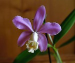 C. harrisoniae.JPG (52.91 KiB) Zobrazeno 5750 x C. harrisoniae.JPG