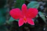 0035_Sophronitis wittigiana.jpg (136.76 KiB) Zobrazeno 4994 x 0035_Sophronitis wittigiana.jpg