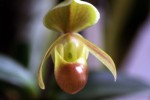IMG_1608.JPG (38.02 KiB) Zobrazeno 3951 x Paph. helenae
