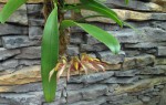 Bulbophyllum bicolor.jpg (199.12 KiB) Zobrazeno 3407 x Bulbophyllum bicolor.jpg