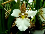 orchideje 2457.jpg (73.28 KiB) Zobrazeno 3397 x orchideje 2457.jpg