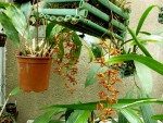 orchideje 2456.jpg (126.68 KiB) Zobrazeno 3408 x orchideje 2456.jpg