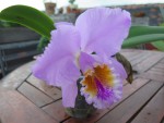 c.mossiae.jpg (81.11 KiB) Zobrazeno 3356 x c.mossiae.jpg
