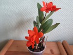 pot.shinfong little sun.jpg (104.19 KiB) Zobrazeno 3356 x pot.shinfong little sun.jpg
