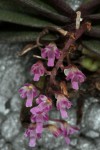 IMG_0661 Schoenorchis manipurensis.jpg (151.18 KiB) Zobrazeno 4142 x IMG_0661 Schoenorchis manipurensis.jpg