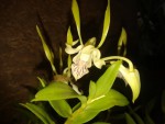 2015-07-05_195328 - Kopie.jpg (105.11 KiB) Zobrazeno 4053 x Den. antennatum