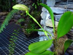 15.11.15.jpg (197.06 KiB) Zobrazeno 6533 x Bulbophyllum grandiflorum