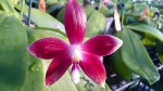 19800_865778670152090_6524170504386245145_n.jpg (59.52 KiB) Zobrazeno 7743 x phalaenopsis speciosa
