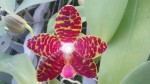 11147225_960860897310533_4190605498043535713_n.jpg (49.83 KiB) Zobrazeno 7741 x phalaenopsis gigantea