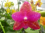 154801_476955435701084_1141443892_n.jpg (95.96 KiB) Zobrazeno 7741 x phalaenopsis dragoun