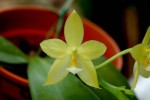 1424340_10202713942992554_1104170339_n.jpg (35.71 KiB) Zobrazeno 7741 x phalaenopsis cornu-cervi