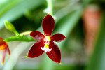 1482905_10202713942632545_1302957954_n.jpg (42.84 KiB) Zobrazeno 7741 x phalaenopsis cornu -cervi