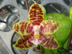 154576_357050297691599_1767331087_n.jpg (87.15 KiB) Zobrazeno 7741 x phalaenopsis venosa