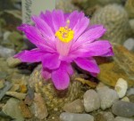 WP_20160421_015.jpg (101.01 KiB) Zobrazeno 5490 x M. gooldii