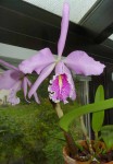 P1190393a.jpg (57.96 KiB) Zobrazeno 9362 x Cattleya maxima v. alba "Hsinying" x semialba striata "La Pedrena"
