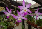 SAM_1208.jpg (81.28 KiB) Zobrazeno 4852 x L. autumnalis