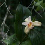 Sobralia fimbriata...jpg