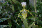 Paph.dianthum.jpg