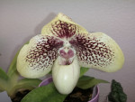 Paphiopedilum leucochilum x hangianum.jpg