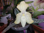 Paphiopedilum concolor 1.jpg