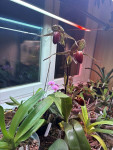Paphiopedilum rothschildianum2.jpg