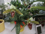 Paphiopedilum sukhakulii 2.jpg