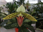 Paphiopedilum sukhakulii 1.jpg