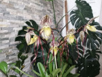 Paphiopedilum philippinense v. roebelinii 1 jpg.jpg