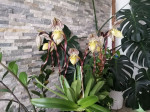 Paphiopedilum philippinense v. roebelinii 4 jpg.jpg