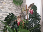 Paphiopedilum rothschildianum Dark Red 1.jpg