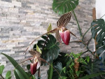Paphiopedilum rothschildianum Dark Red 3.jpg