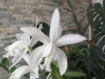 Cattleya intermedia v. alba 2.jpg