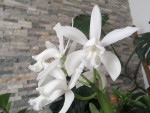 Cattleya intermedia v. alba 3.jpg